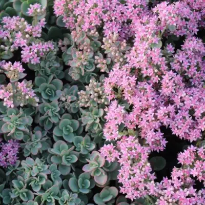 Очиток (седум) САНСПАРКЛЕР ЛАЙМ ЗИНГЕР в Светлогорске