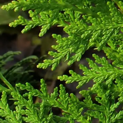 Туя восточная в Светлогорске