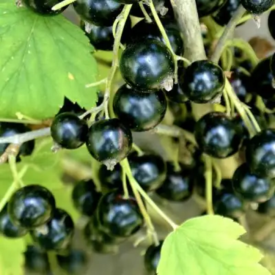 Смородина черная ВОЛОГДА в Светлогорске