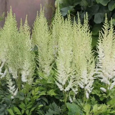 Астильба ДИАМАНТ Арендса в Светлогорске