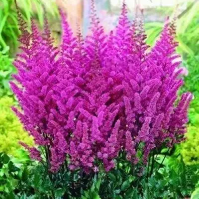 Астильба ПЕПЛ РЕЙН гибридная в Светлогорске