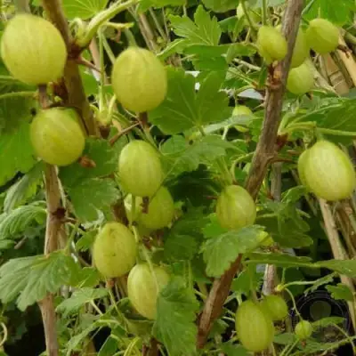 Крыжовник ИНВИКТА в Светлогорске