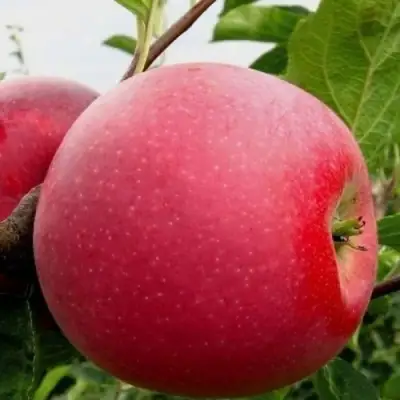 Яблоня АЙДАРЕД в Светлогорске