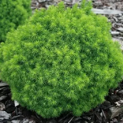 Ель АЛЬБЕРТА ГЛОБ сизая в Светлогорске