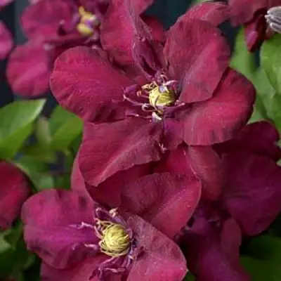 Клематис ЯН III СОБЕСКИ в Светлогорске