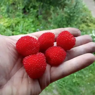 Малина ТИБЕТСКАЯ (РОЗОЛИСТНАЯ) в Светлогорске