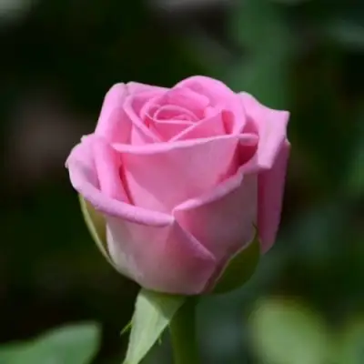 Роза АКВА чайно-гибридная в Светлогорске