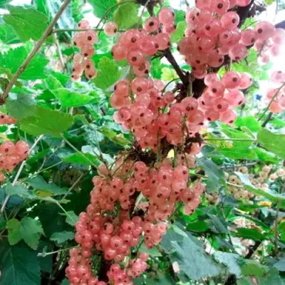 Смородина белая ПРЫГАЖУНЯ (РОЗОВАЯ) в Светлогорске