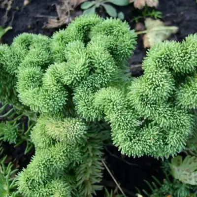 Очиток (седум) КРИСТАТУМ отогнутый в Светлогорске