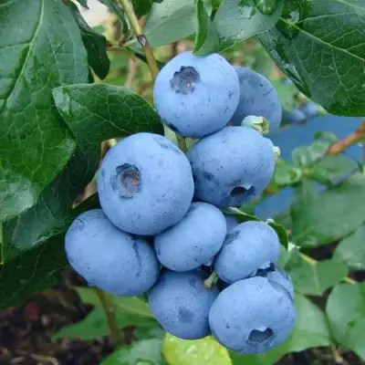 Голубика ТОРО в Светлогорске