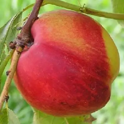 Нектарин СТАРК РЕД ГОЛД в Светлогорске