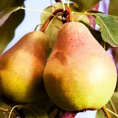 Груша СЛАДКАЯ ИЗ МЛИЕВА в Светлогорске