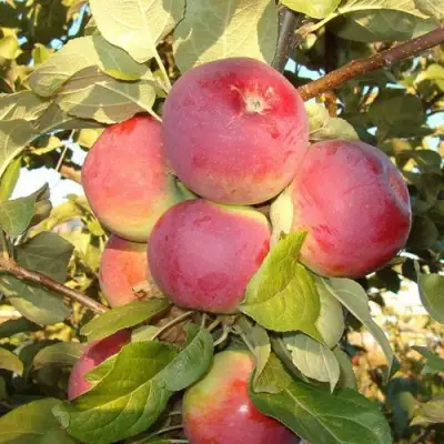 Яблоня ОРЛИК в Светлогорске