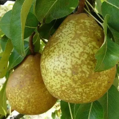 Груша ГЕНЕРАЛ ЛЕКЛЕРК в Светлогорске