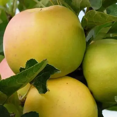 Яблоня БАНАНОВОЕ в Светлогорске