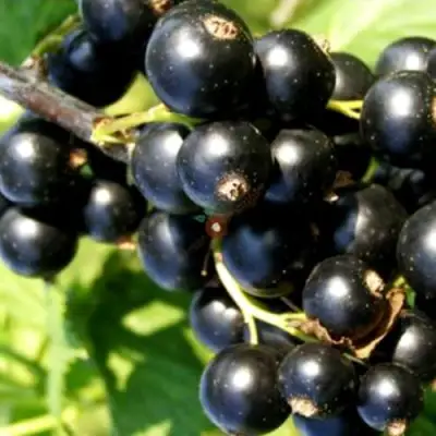 Смородина чёрная ДЕЛИКАТЕСНАЯ в Светлогорске