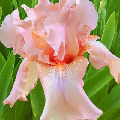 Ирис ПАТИ ДРЕСС бородатый в Светлогорске