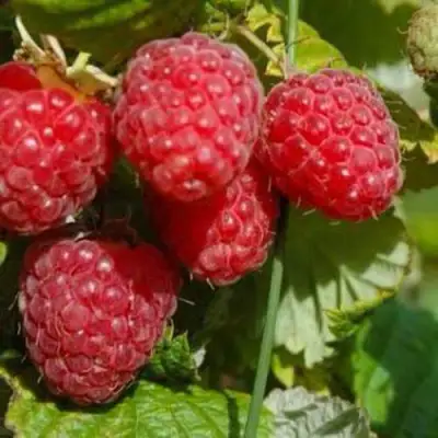 Малина ПРИМАРА в Светлогорске