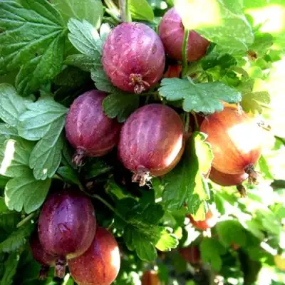 Крыжовник СЕРЕНАДА в Светлогорске