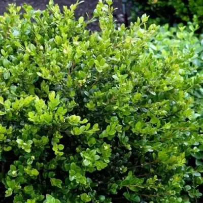 Самшит ФОЛКНЕР в Светлогорске