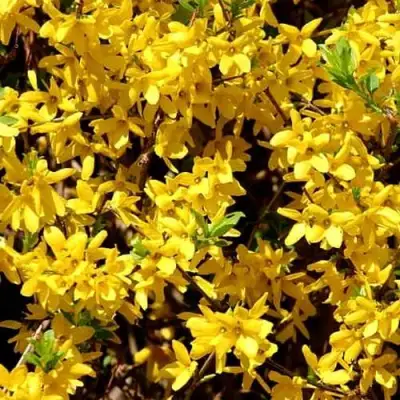 Форзиция ЛЕДНОГОРА промежуточная в Светлогорске