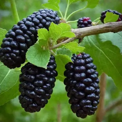 Шелковица плакучая в Светлогорске