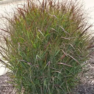 Просо ШЕНАНДО прутьевидное в Светлогорске