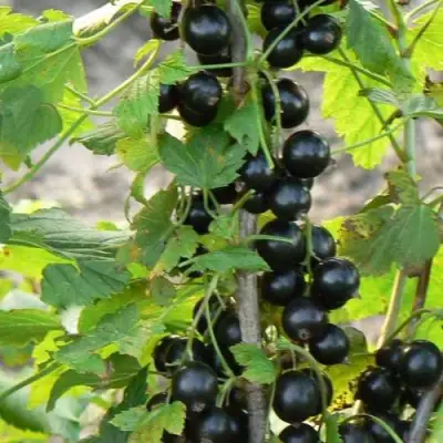 Смородина чёрная ДАБРАДЗЕЯ в Светлогорске