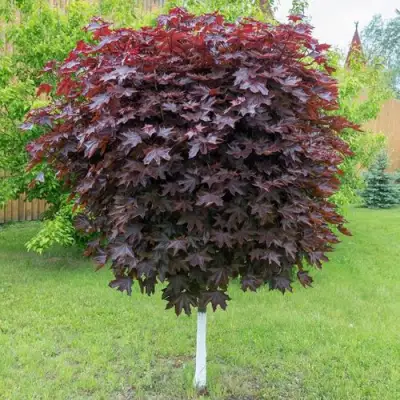 Клен красный в Светлогорске