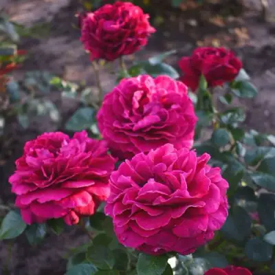 Роза БЕЛЬВЬЮ чайно-гибридная в Светлогорске