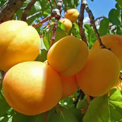 Абрикос ЖИГУЛЕВСКИЙ СУВЕНИР в Светлогорске