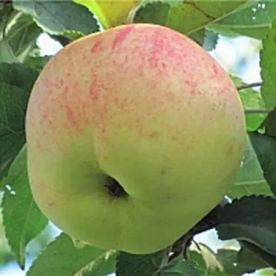 Яблоня ЛЕТНЕЕ СЛАДКОЕ в Светлогорске