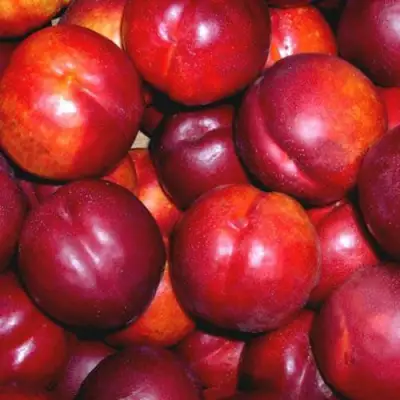 Нектарин МЕДВЕДЕВСКИЙ в Светлогорске