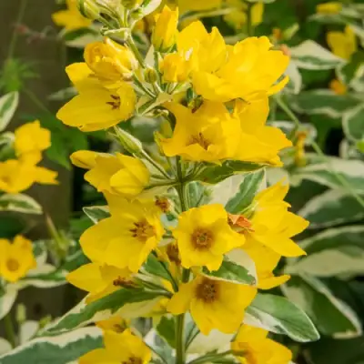 Вербейник АЛЕКСАНДР точечный в Светлогорске