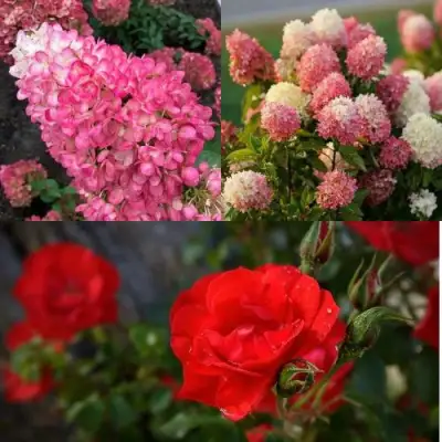 Комплект РОЗОВЫЙ ЗАКАТ в Светлогорске