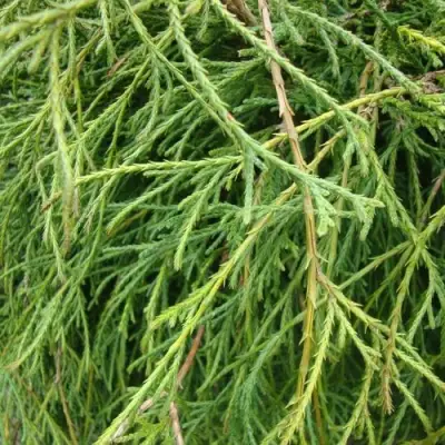 Кипарисовик ФИЛИФЕРА НАНА горохоплодный  в Светлогорске