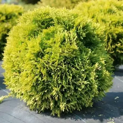 Туя ДАВИД западная в Светлогорске