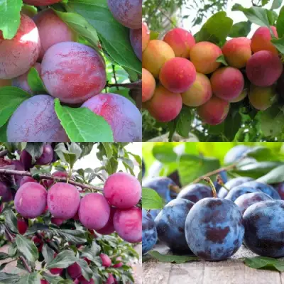 Комплект СЛИВОВЫЙ САД в Светлогорске