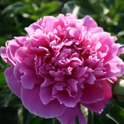 Пион ГОЛУБАЯ ХРИЗАНТЕМА травянистый в Светлогорске