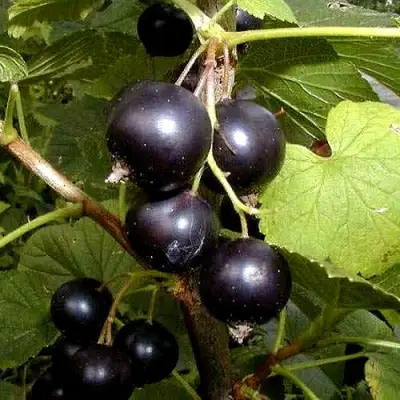 Смородина чёрная БИНАР в Светлогорске