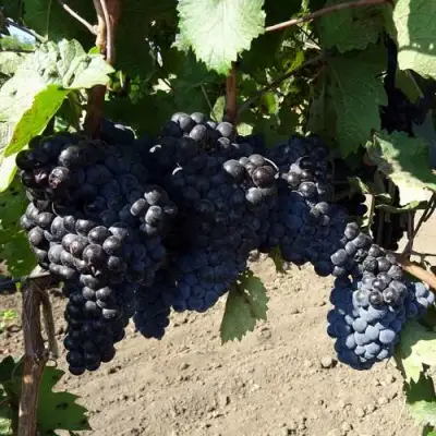 Виноград ДЕНИСОВСКИЙ в Светлогорске