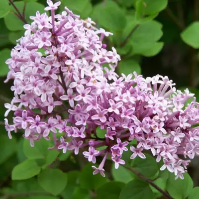 Сирень ПАЛИБИН  в Светлогорске