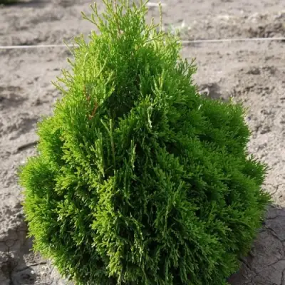 Туя МИКИ западная в Светлогорске