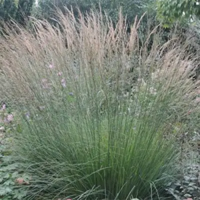 Молиния ХАЙДЕБРАУТ голубая в Светлогорске