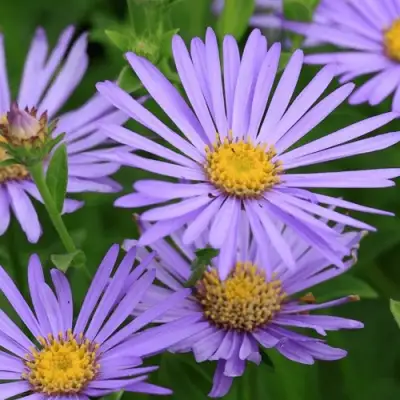 Астра ЛЕДИ ИН БЛЮ в Светлогорске