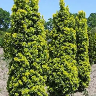 Тис ДАВИД ягодный в Светлогорске