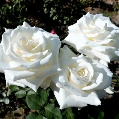 Роза БОИНГ чайно-гибридная в Светлогорске