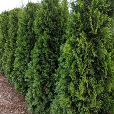 Туя ПИРАМИДАЛИС КОМПАКТА западная в Светлогорске