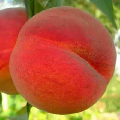 Персик МАЙСКИЙ ЦВЕТОК в Светлогорске