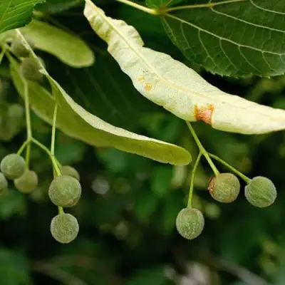 Липа сердцевидная в Светлогорске